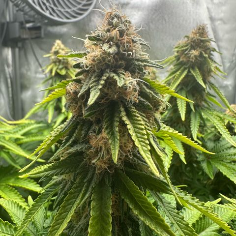 200% growlog timeline photo