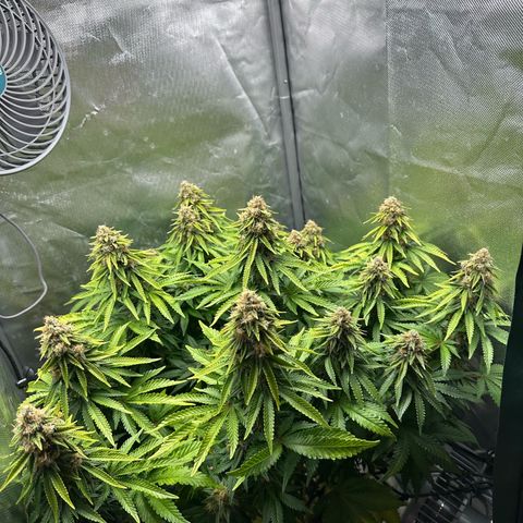 200% growlog timeline photo