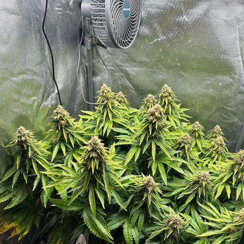 200% growlog timeline photo