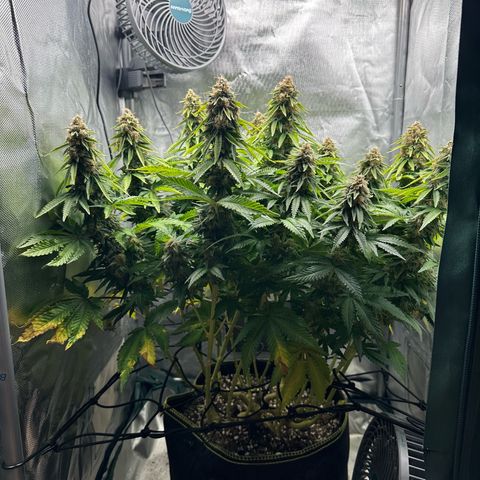 200% growlog timeline photo
