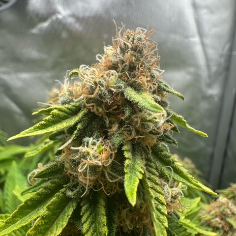 200% growlog timeline photo
