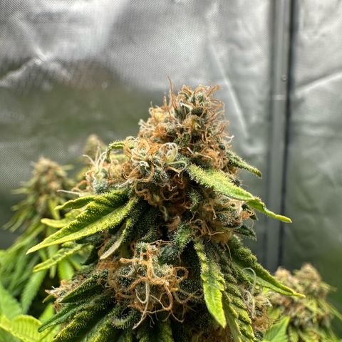 200% growlog timeline photo