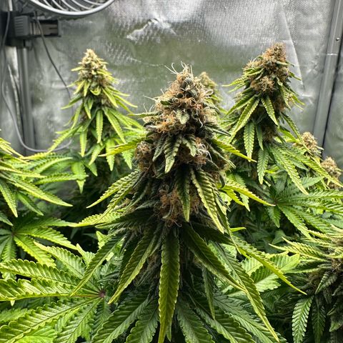 200% growlog timeline photo