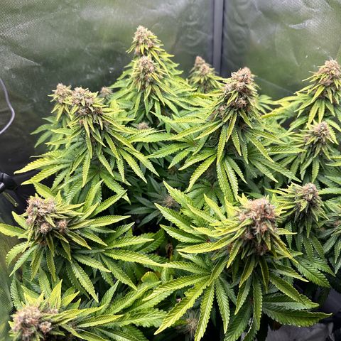 200% growlog timeline photo