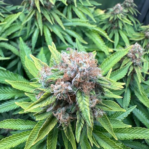 200% growlog timeline photo