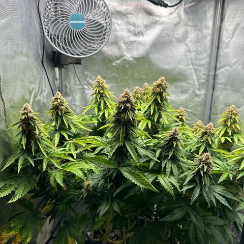 200% growlog timeline photo