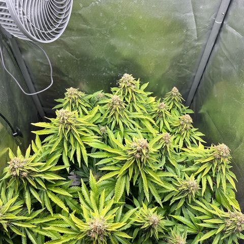 200% growlog timeline photo