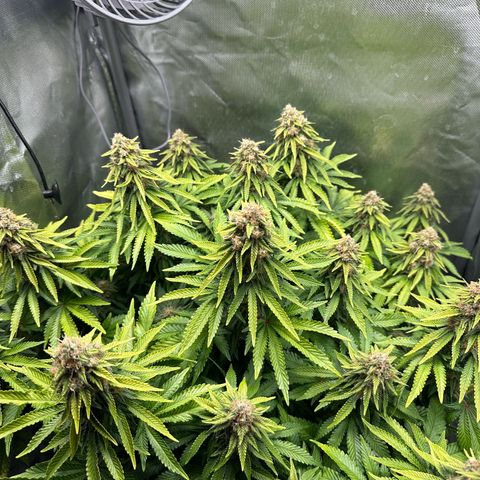 200% growlog timeline photo