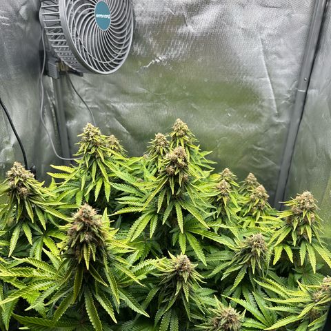 200% growlog timeline photo