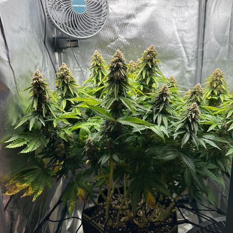 200% growlog timeline photo