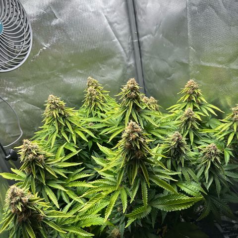 200% growlog timeline photo