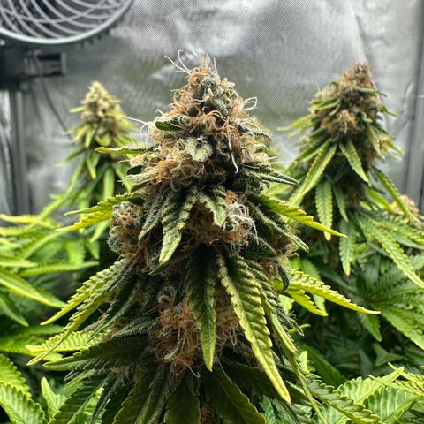200% growlog timeline photo