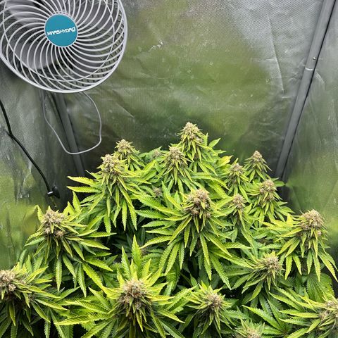 200% growlog timeline photo