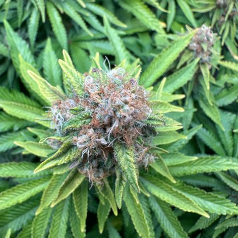 200% growlog timeline photo