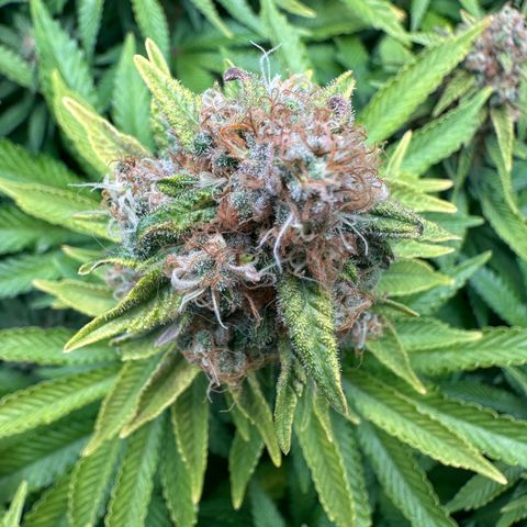 200% growlog timeline photo