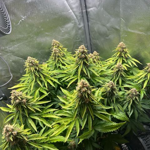 200% growlog timeline photo
