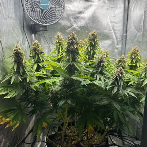 200% growlog timeline photo