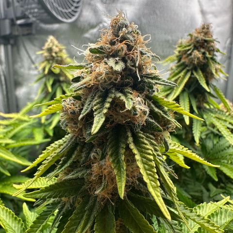 200% growlog timeline photo