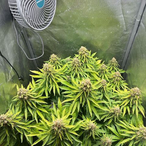 200% growlog timeline photo