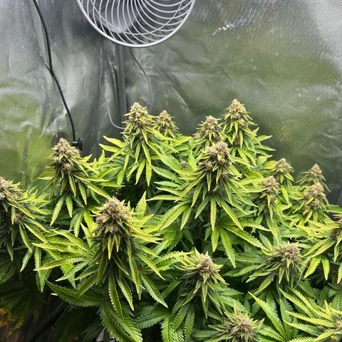 200% growlog timeline photo