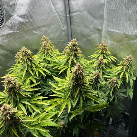 200% growlog timeline photo