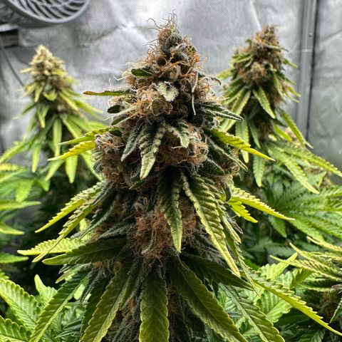200% growlog timeline photo