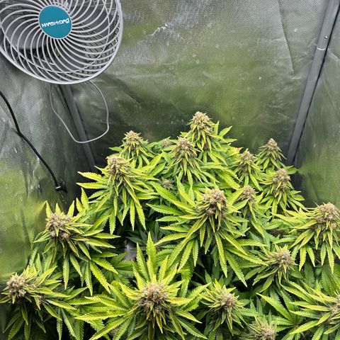 200% growlog timeline photo