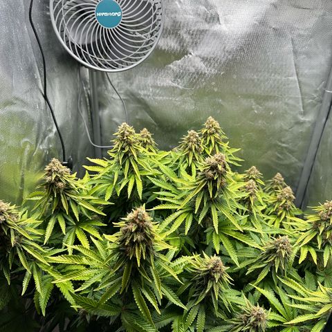 200% growlog timeline photo