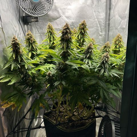 200% growlog timeline photo