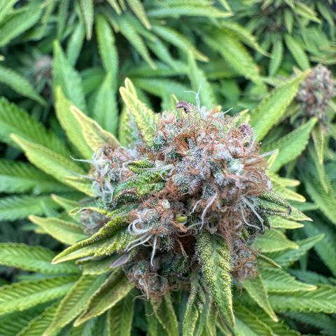 200% growlog timeline photo