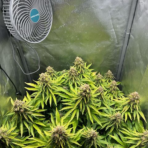 200% growlog timeline photo
