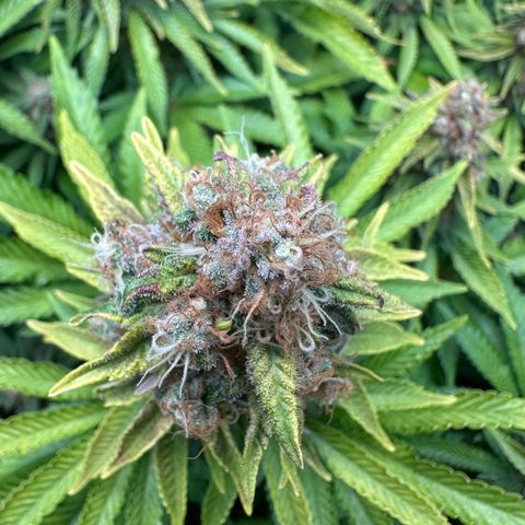 200% growlog timeline photo