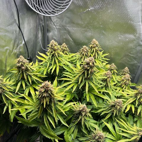 200% growlog timeline photo