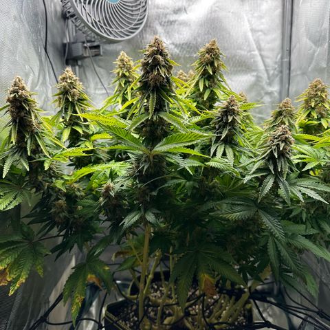 200% growlog timeline photo