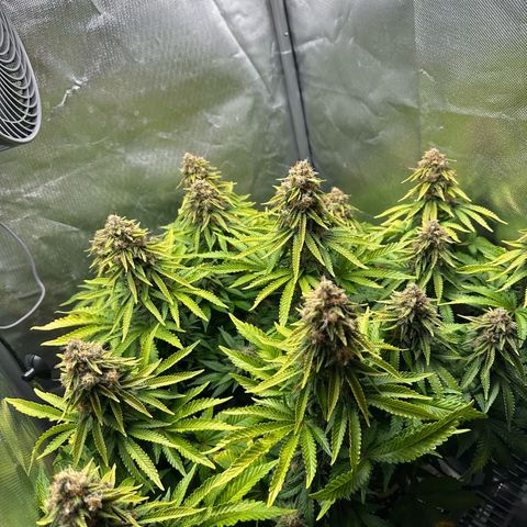 200% growlog timeline photo