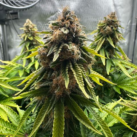 200% growlog timeline photo