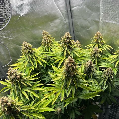 200% growlog timeline photo