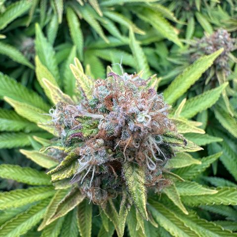 200% growlog timeline photo