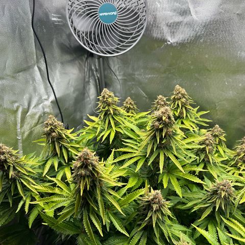 200% growlog timeline photo