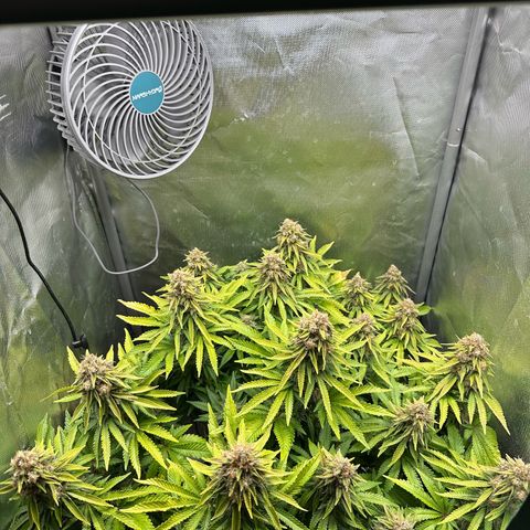 200% growlog timeline photo