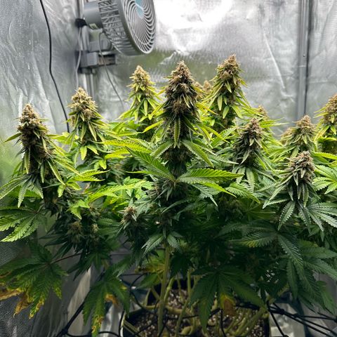 200% growlog timeline photo