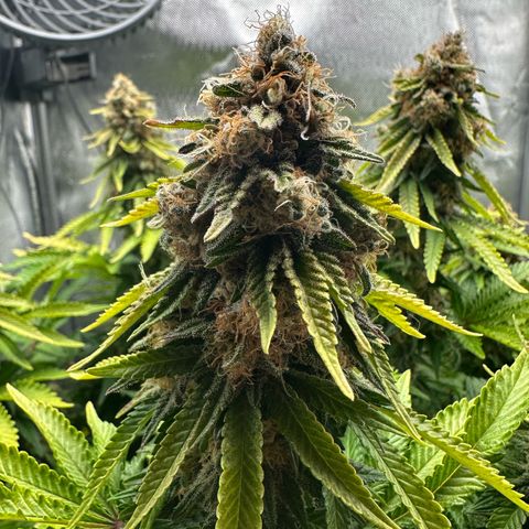 200% growlog timeline photo