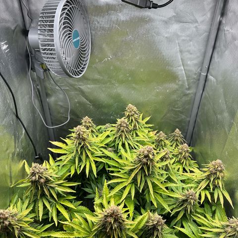 200% growlog timeline photo