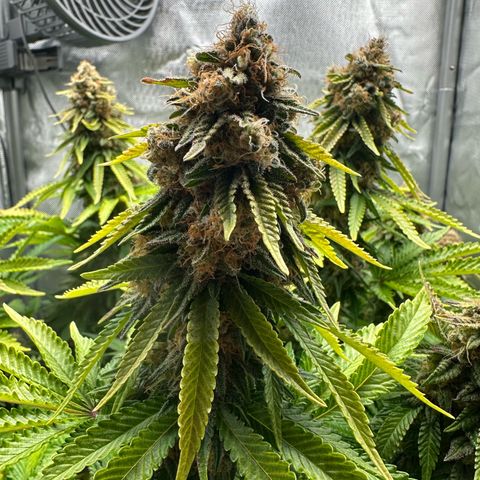 200% growlog timeline photo
