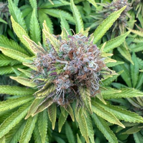 200% growlog timeline photo