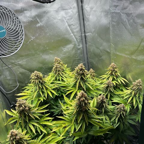 200% growlog timeline photo