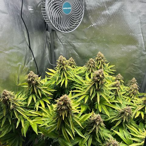 200% growlog timeline photo