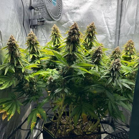 200% growlog timeline photo