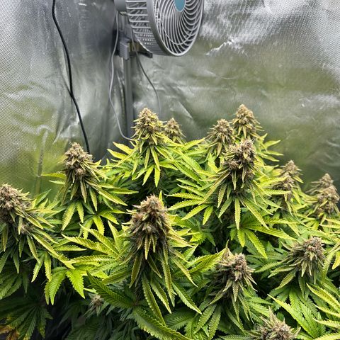200% growlog timeline photo