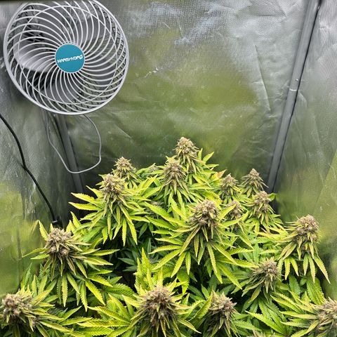 200% growlog timeline photo